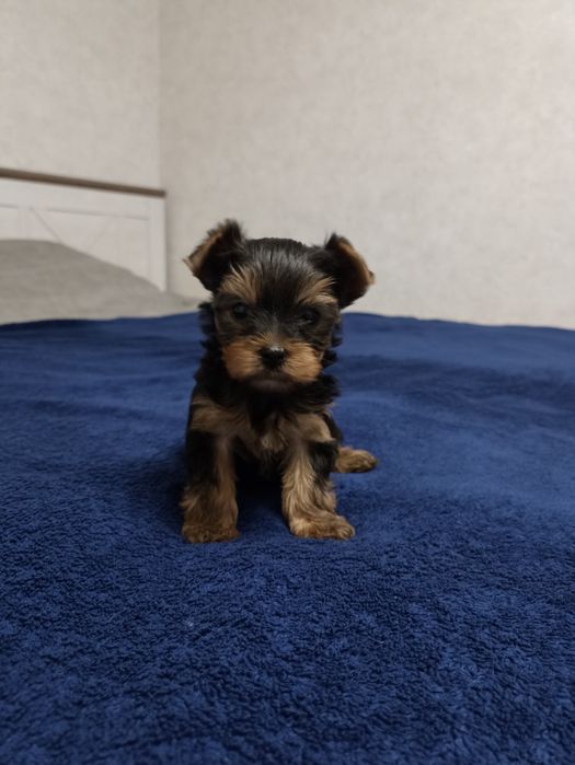 Йоркширські тер'єри родовід КСУ