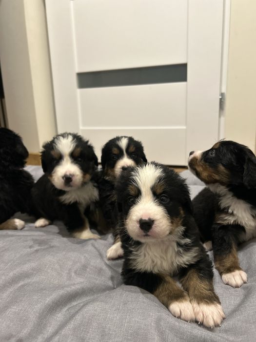 Berneński pies pasterski do rezerwacji