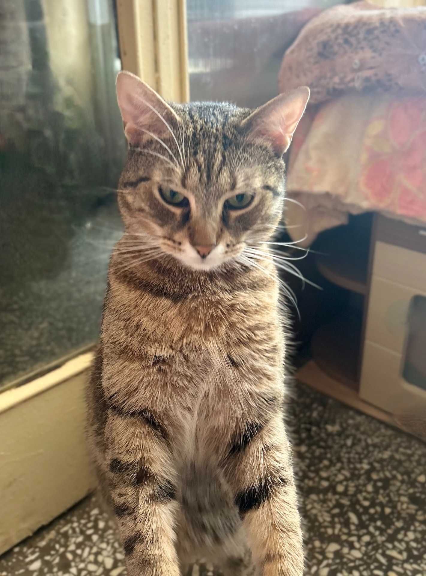 kot BARI poleca sie do adopcji