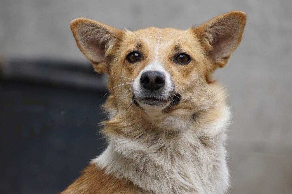 Teba - średniej wielkości sunia