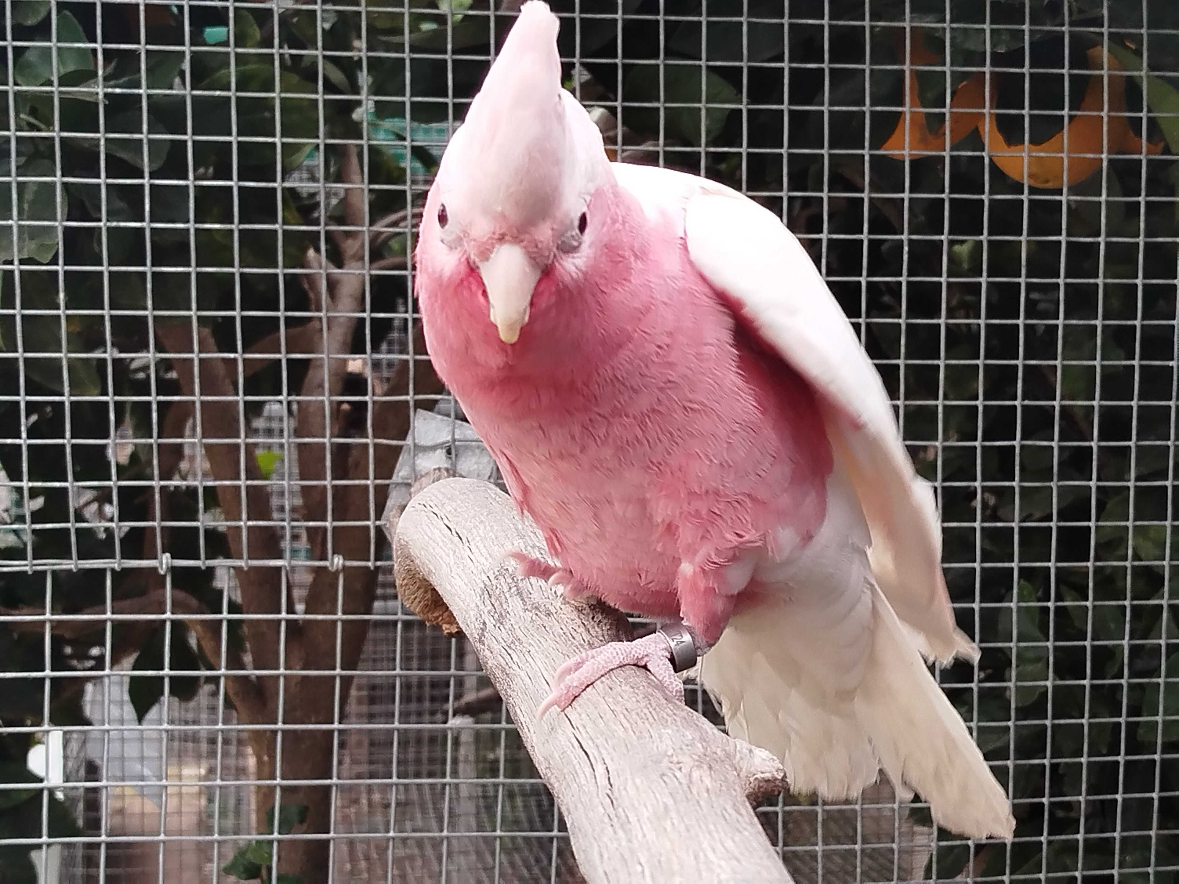 Cacatuas Galah  _ Ochrocephalas_tucanos