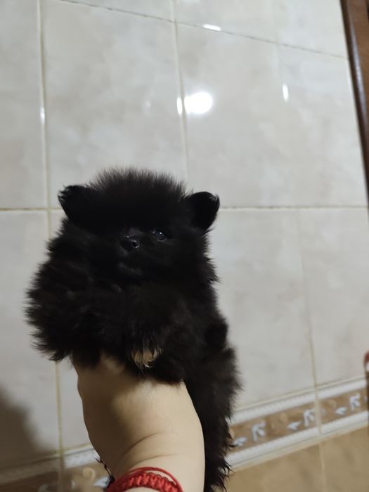 Померанский шпиц, девочка