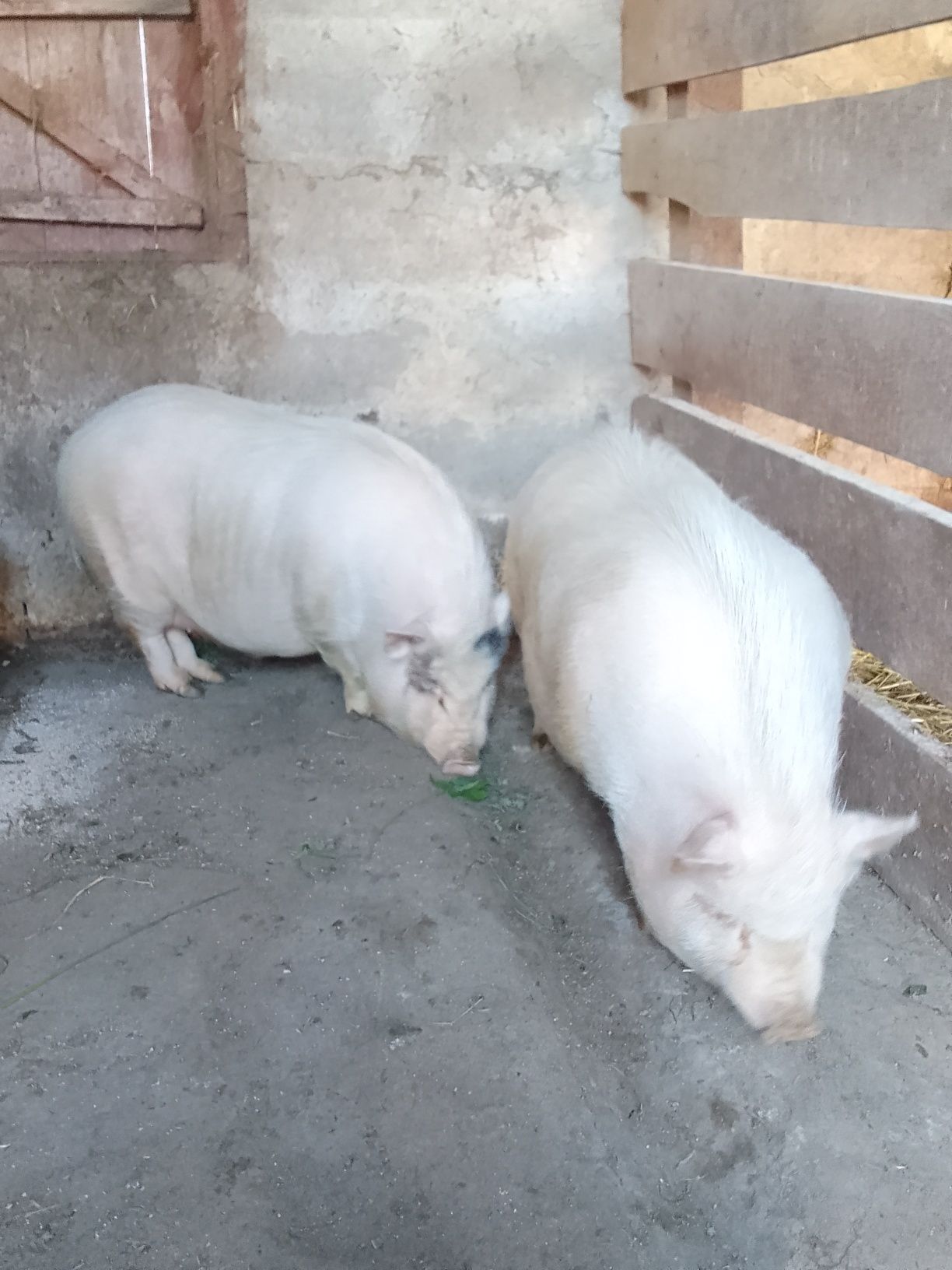 Продам в'єтнамські свинки