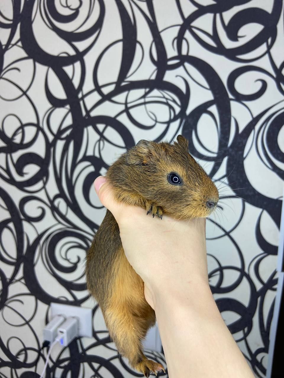 Морские свинки 1 месяц