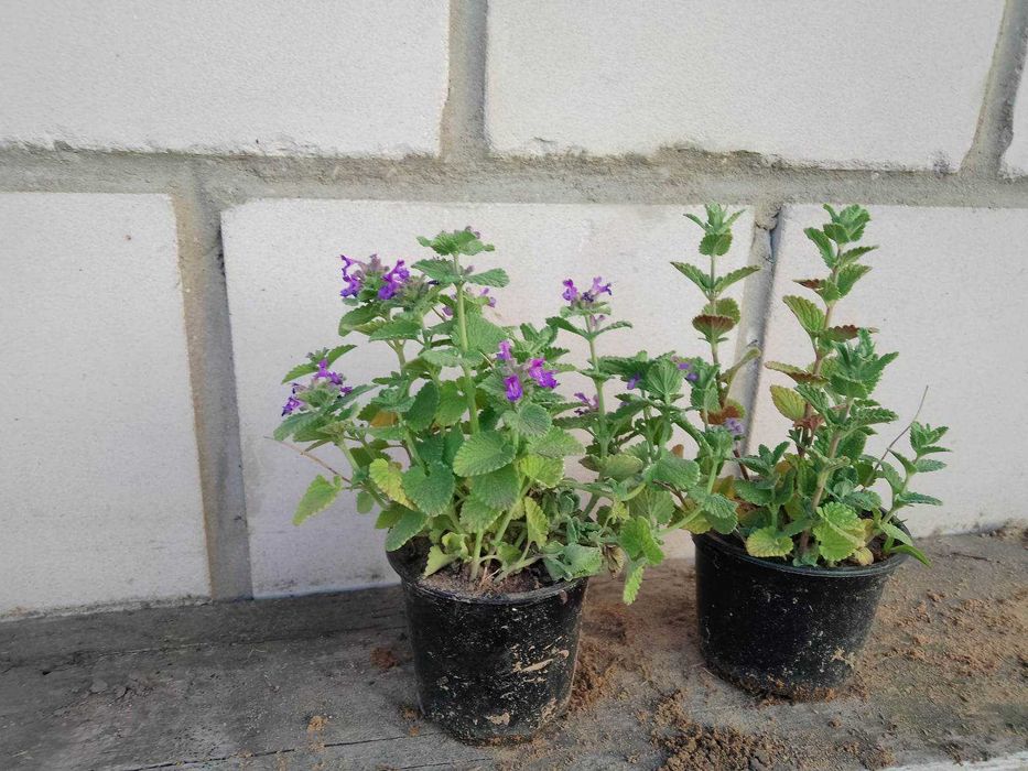 Kocimiętka fiolet sadzonki