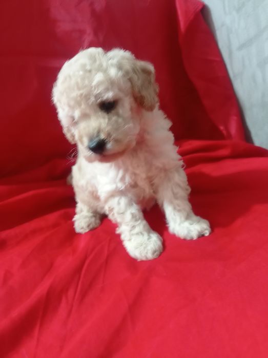 Мальтіпу хлопчик