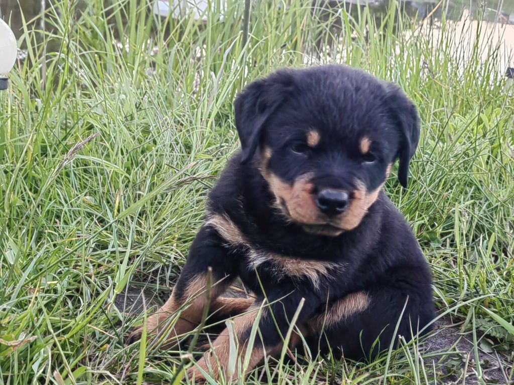 Suczka rottweiler plus metryka