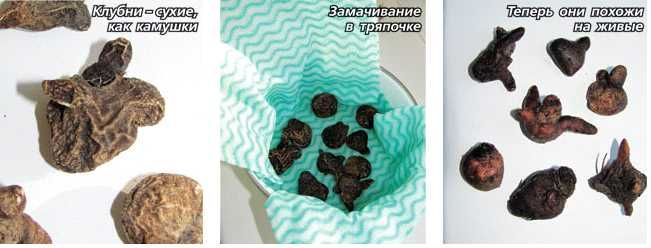 Анемони корончаті-квіти весни