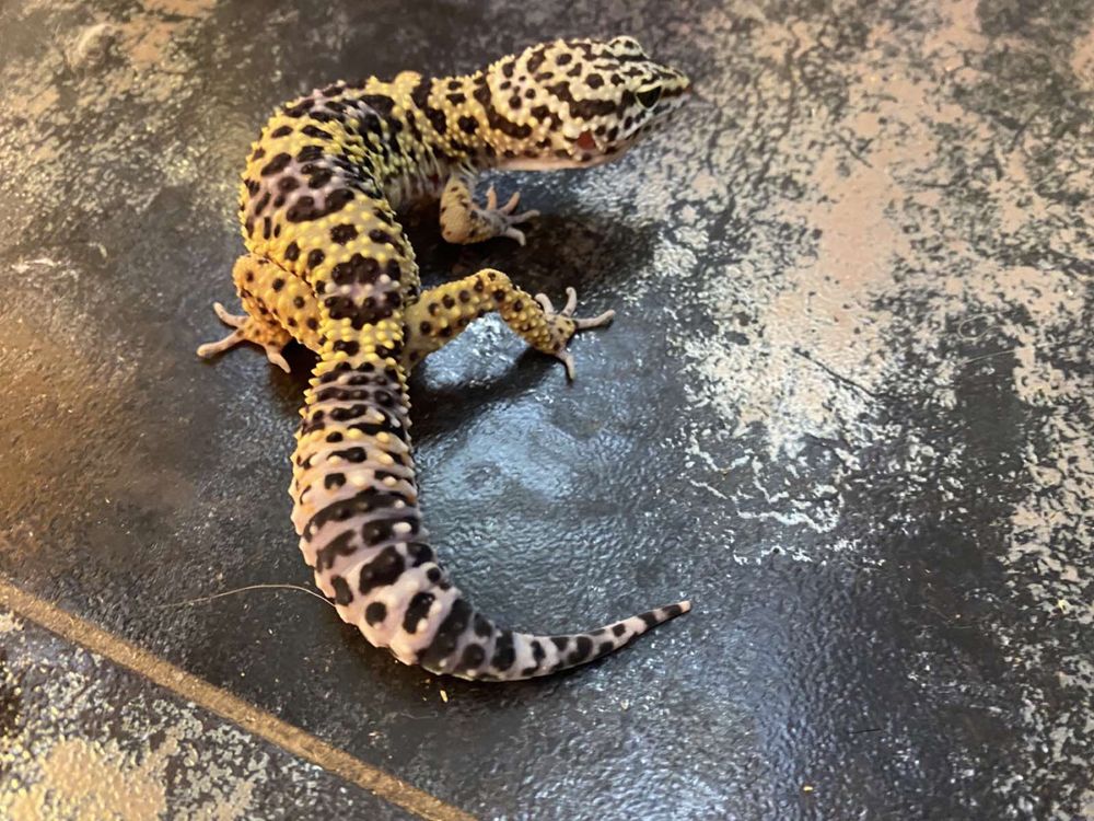 Леопардовый геккон иди эублефар яркие самки