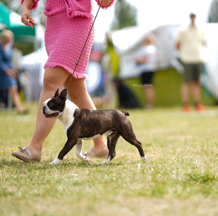 Boston terrier, szczenię, metryka ZKwP - zapowiedź