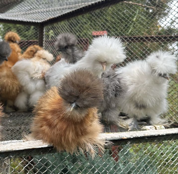 Kuryk kura koguty silki silka jedwabiste jedwabista