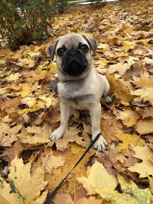 Продам мопса девочку