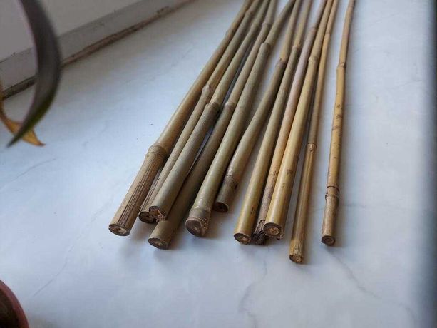 Бамбук, бамбуковые стволы, опоры для подвязки растений