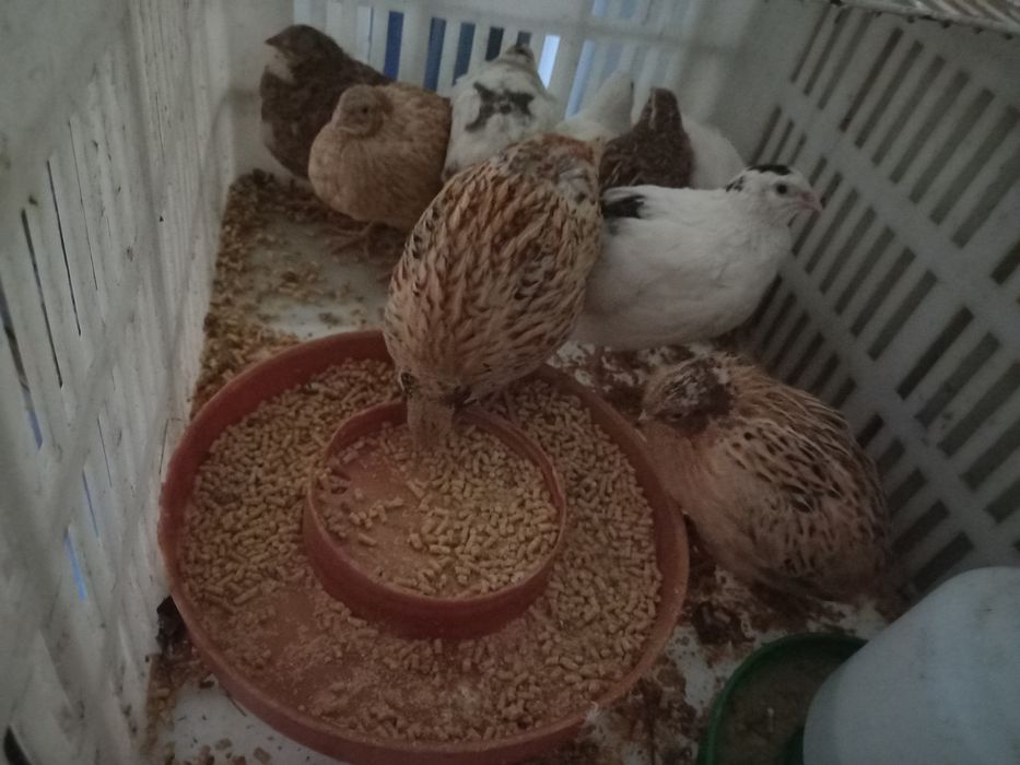 Codornizes de várias cores