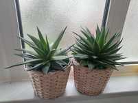 Planta suculenta