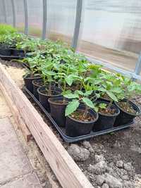 Ekologiczne sadzonki pomidor malinowy