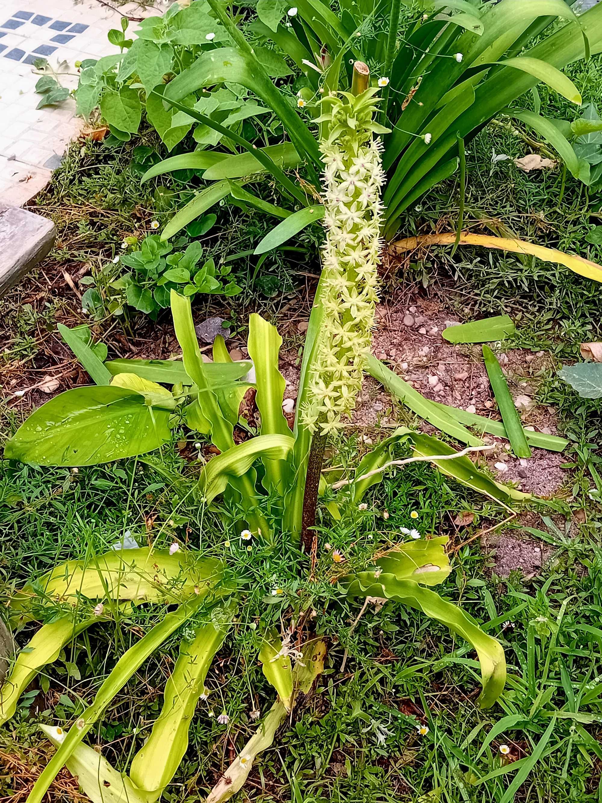 Planta Eucomis da flor ananás