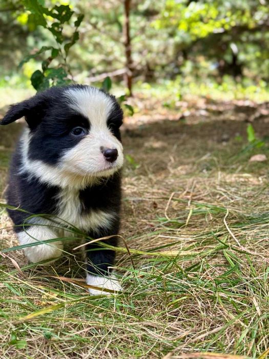 Border collie vers suka