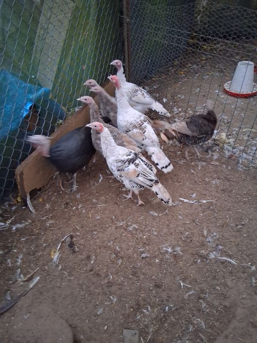 Sprzedam młode indyki I indyczki