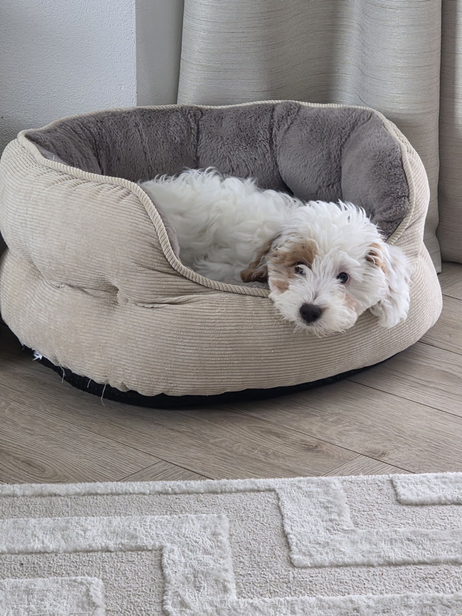 Maltipoo  piesek