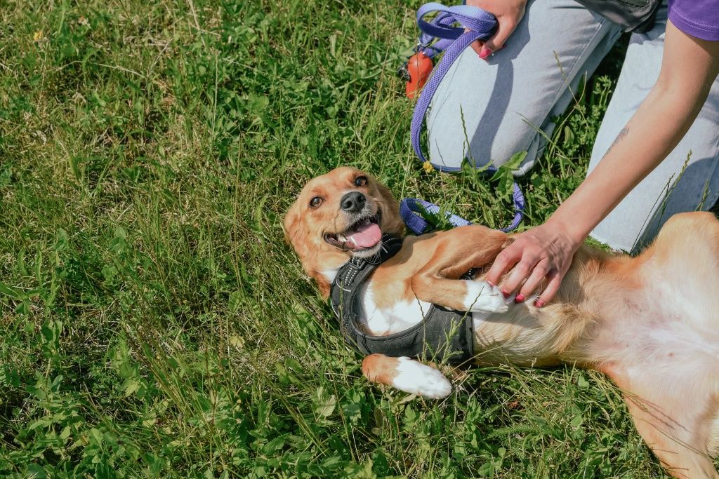Fanta szuka domu,adoptuj!