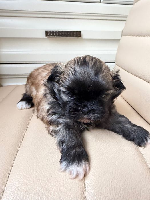 Пекінеси королівські цуцики