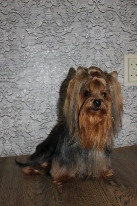 Стрижка  Йорків Грумінг Йорків та інших собачок до 4 кгДоступні ціни!