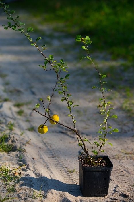 Pigwowiec Japoński (Chaenomeles Japonica) 30-50 cm, donica 1l