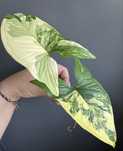 Syngonium Aurea