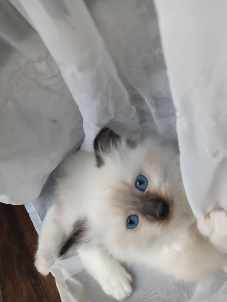 Słodkie Puchate Ragdoll Mitted