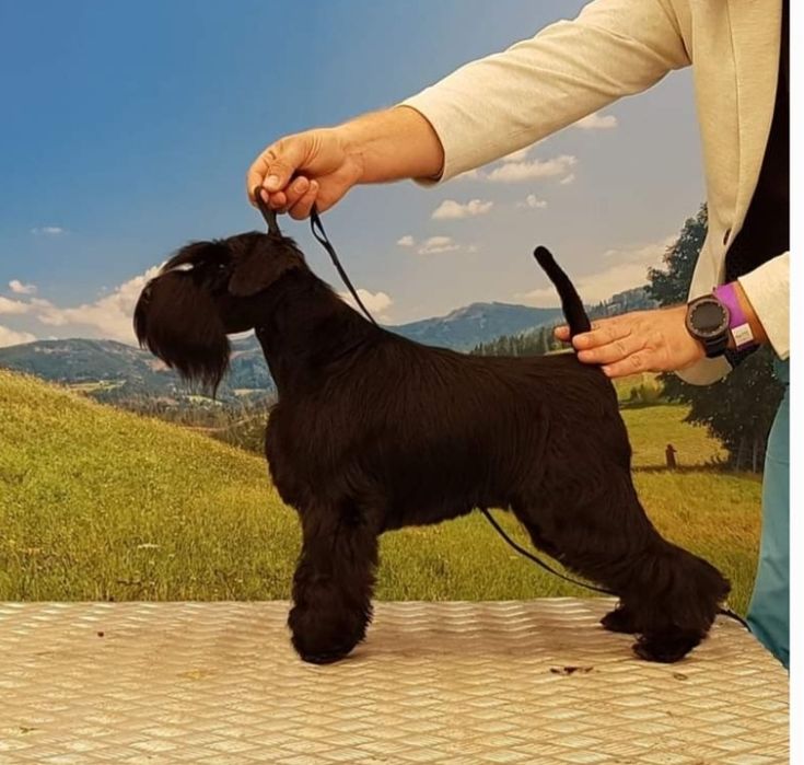 Sznaucer miniaturowy czarny - RODOWÓD ZKwP !!!