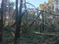 Drewno opałowe sosnowe