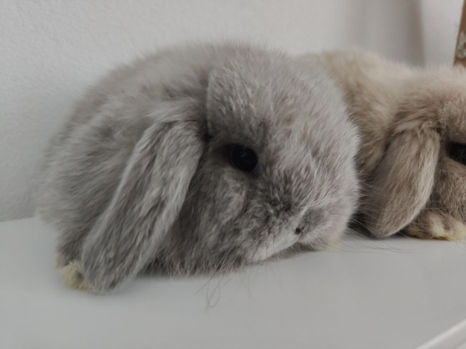 Mini Lop królik gotowe na zmianę domku