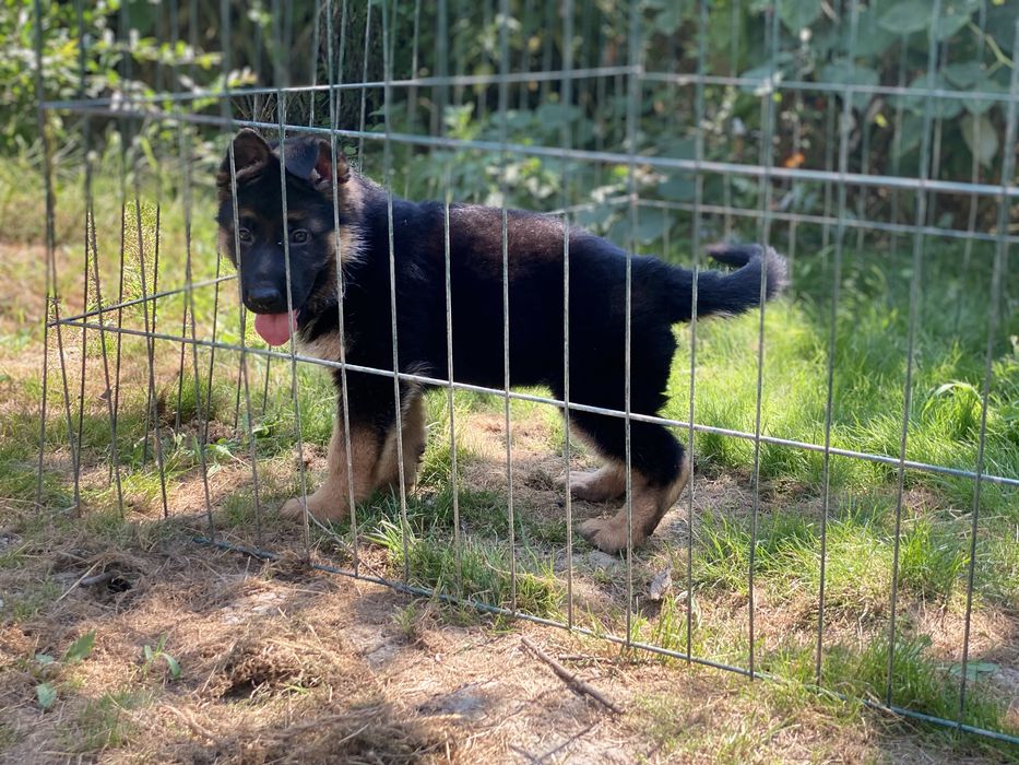 Неймовірні цуцики