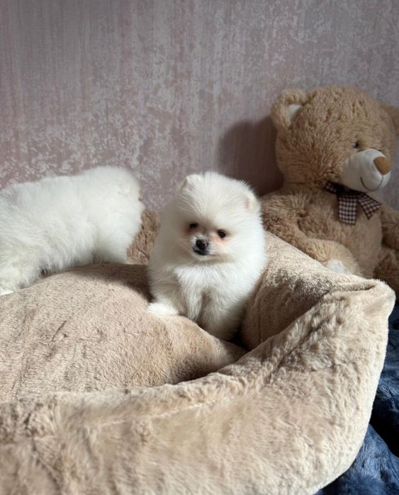 Szpic Miniaturowy Pomeranian