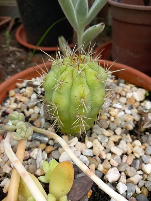 Vendo varias suculentas e cactos