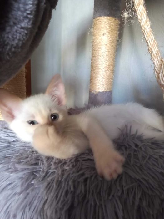 Kotek  syjamski tajski