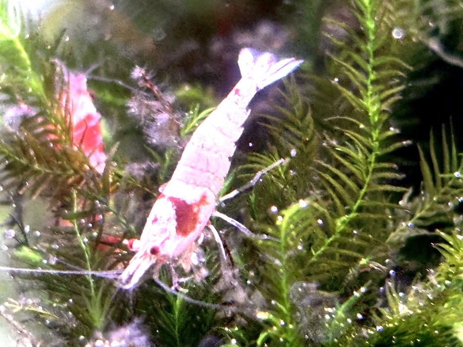 Camarões em São Marcos