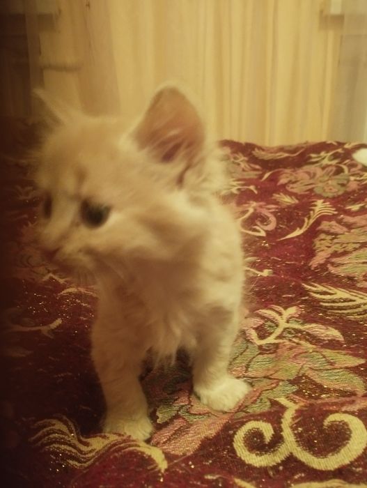 Отдам даром котят