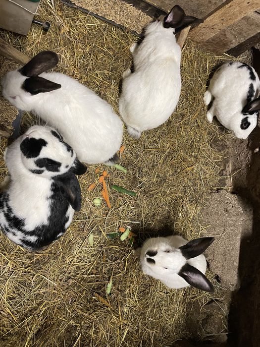 Króliki belg i srokacz niemiecki