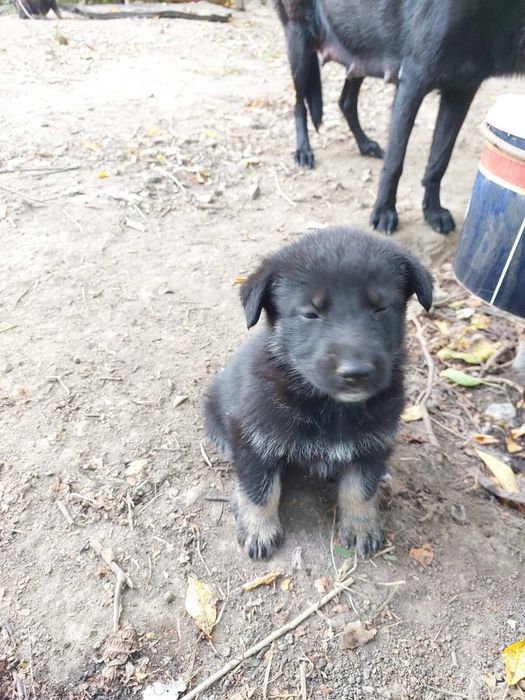Віддам цуцунят в хороші руки Німецька вівчарка