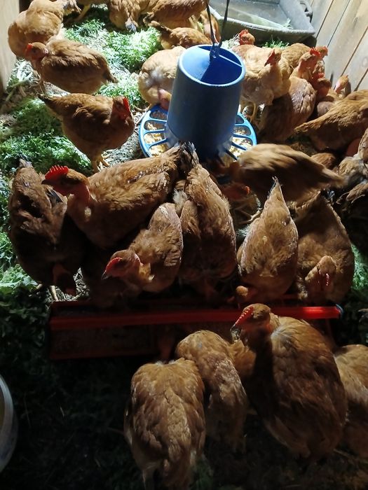 Frangos caseiros e traçados