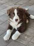 Border Collie czekoladowy .gotowy do odbioru