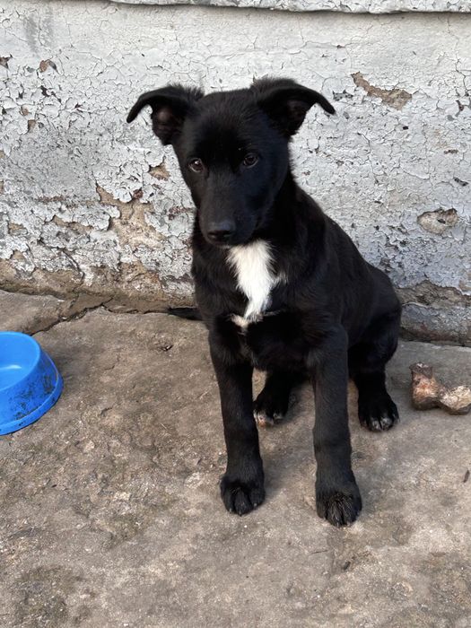Хлопчик 5місяців,Щеплення від сказу,вихований