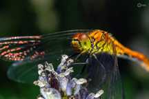 Sigma ART 2.8/70 macro jak nowy Sony E
