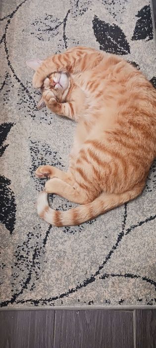 Gato meigo, procura nova família