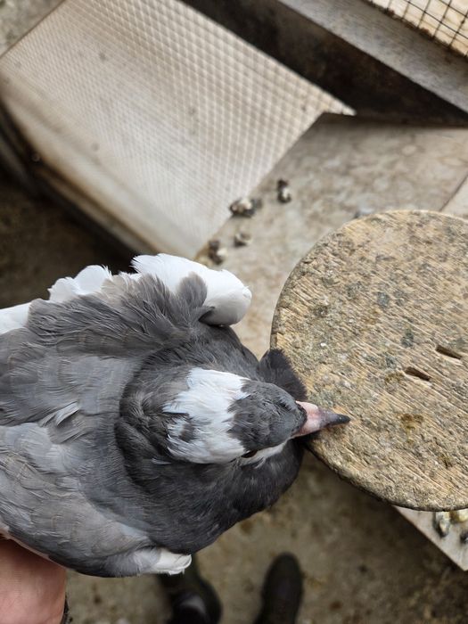 Garłacz Siodłaty Łapciaty (czeski) !!!