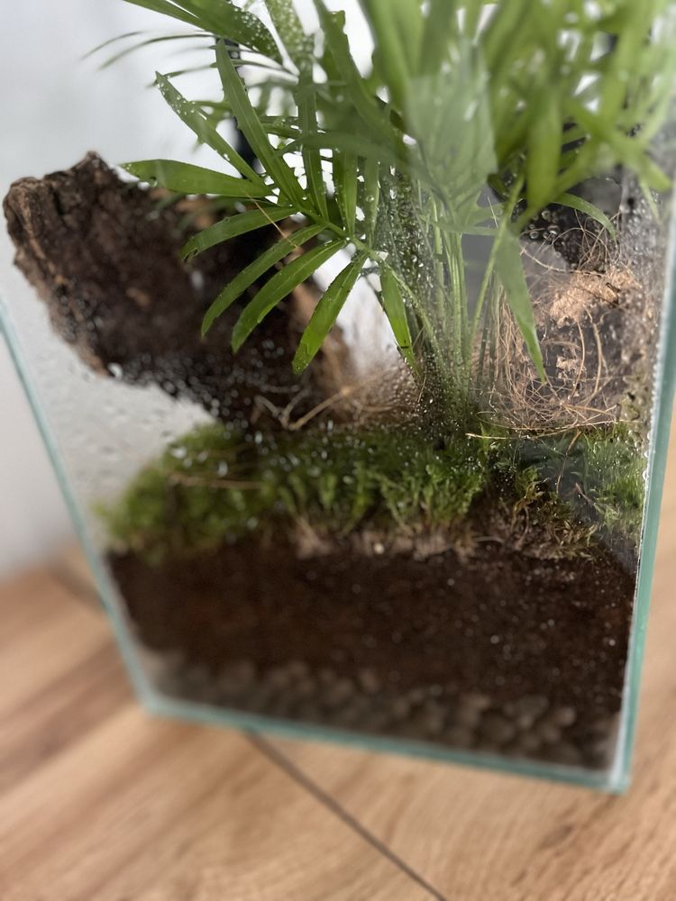 Terrarium dla gekona 20x20x30 z drenażem