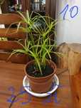 Papirus cibora papirusowa