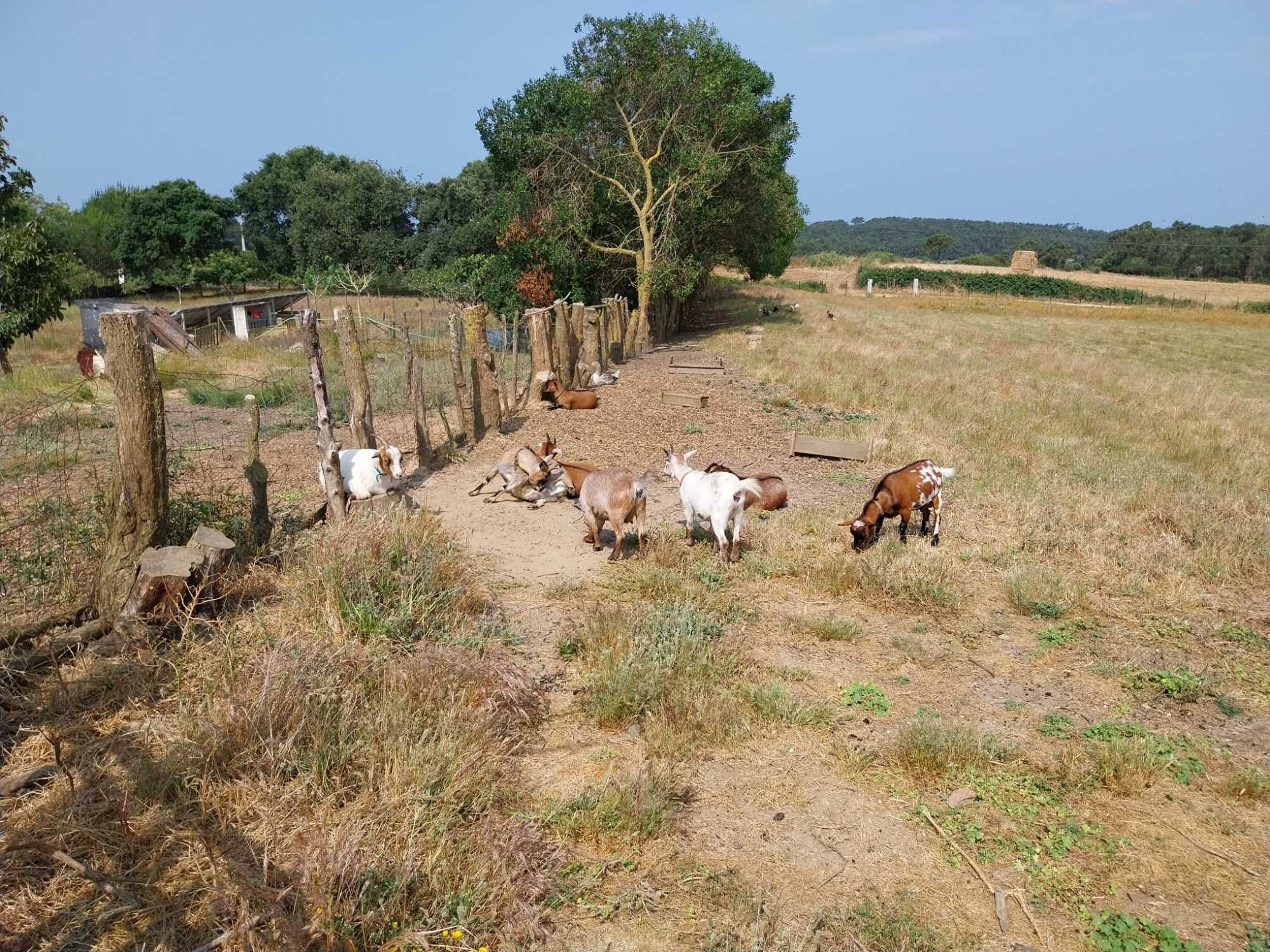 Cabritas anãs criadas em liberdade